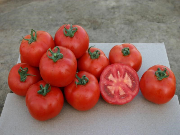 Неприхотливый сорт помидор Взрыв дает до 4 кг плодов при выращивании в любом климате